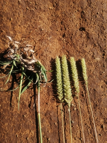 Tragus berteronianus iNat (2)