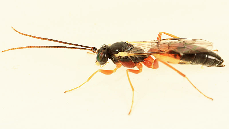 Trematopygodes
