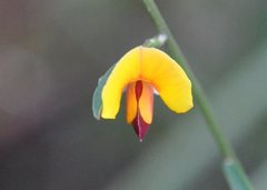 Bossiaea heterophylla