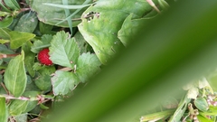 Potentilla indica