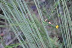 Bossiaea heterophylla