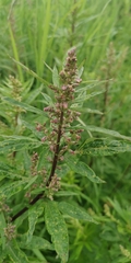 Artemisia vulgaris kamtschatica