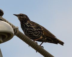 Sturnus vulgaris