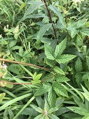 Filipendula