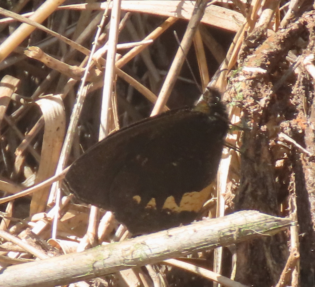 Pedaliodes tyrrheoides