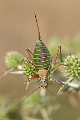 Western Saddle Bush-cricket, photo 4 of 10