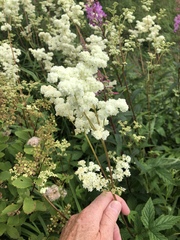 Filipendula