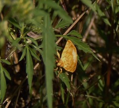 Cirrhophanus triangulifer