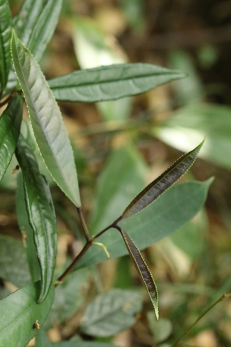 Image of Staphylea arguta by no rights reserved