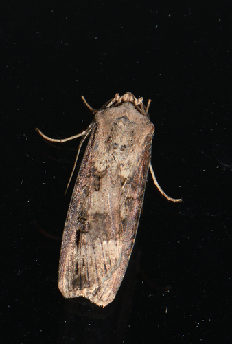 Agrotis ipsilon