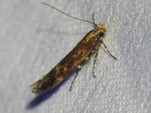 Gnorimoschema saphirinella photo 3