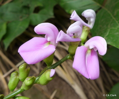 Canavalia cathartica