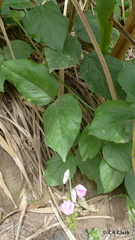 Canavalia cathartica