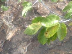 Holoptelea integrifolia