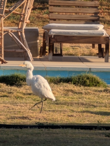 Western Cattle-Egret