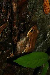 Lithobates sierramadrensis