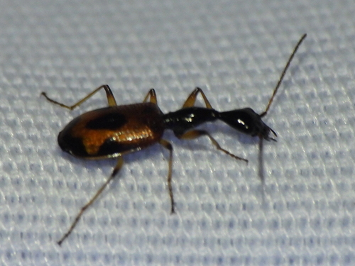 Long-necked Ground Beetle photo 6