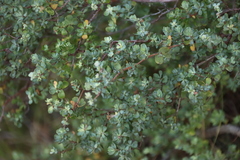 Cliffortia obcordata, photograph (c) Tony Rebelo, some rights reserved (CC BY-SA)