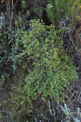 Cliffortia obcordata, photograph (c) Tony Rebelo, some rights reserved (CC BY-SA)