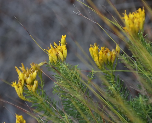 Image of Pteronia uncinata by (c) Tony Rebelo, some rights reserved (CC BY-SA)