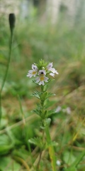 Euphrasia maximowiczii