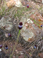 Porophyllum linaria