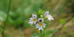 Euphrasia maximowiczii