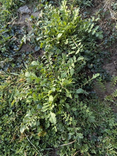 Foto de Mastruço