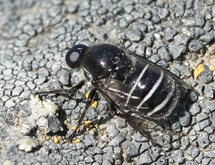 Acroceridae