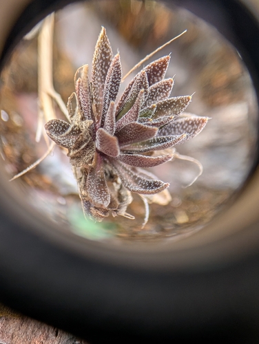 Image of Draba arabisans by no rights reserved