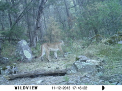 Puma concolor couguar