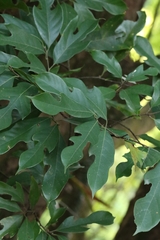 Artocarpus hypargyreus, photograph author not stated, no rights reserved