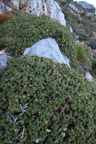 Image of Cullumia squarrosa by (c) Tony Rebelo, some rights reserved (CC BY-SA)