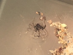 Latrodectus variolus