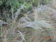 Artemisia dracunculus glauca