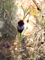Porophyllum linaria