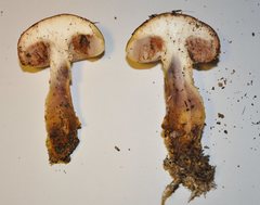 Austroboletus