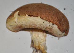 Austroboletus