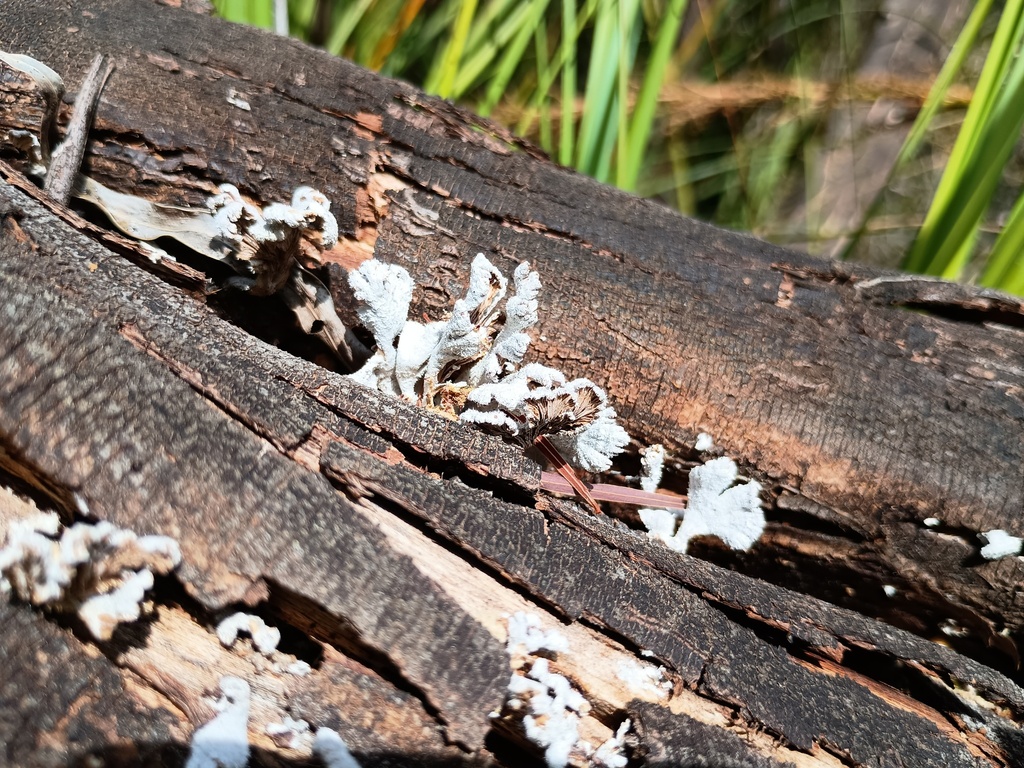 Schizophyllum commune · March 2025 · photo: © grampianshiker (iNaturalist, cc-by)