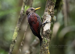 Maroon Woodpecker photo 1