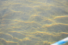 Micropterus dolomieu