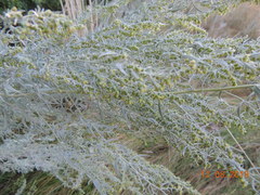 Artemisia dracunculus glauca