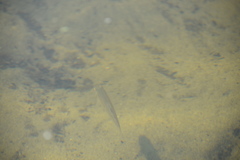 Micropterus dolomieu