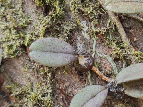 Rhytionanthos
