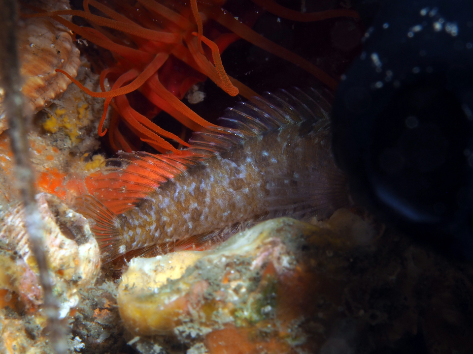 Checkered blenny (Starksia ocellata) — Labrisomidae