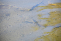 Micropterus dolomieu