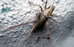 Neduba