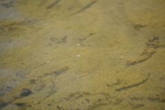 Micropterus dolomieu