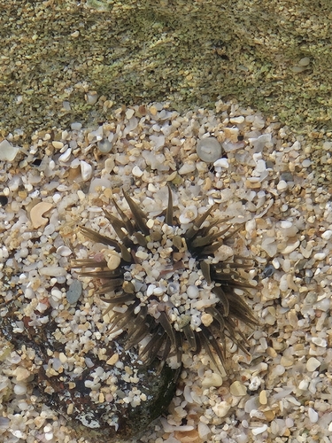 Anthopleura nigrescens observed 2025-03-25