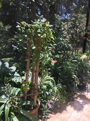 Heraclides machaonides